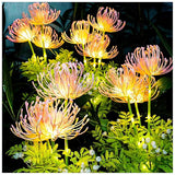 Wunderliche Feenblumen-Leuchtezauber